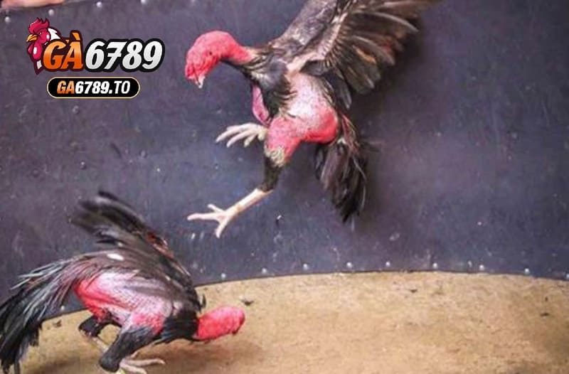 Đá Gà Asil Ga6789: Cổng Game Đá Gà Kịch Tính Và Thú Vị 1 Hướng dẫn tham gia Đá Gà Asil Ga6789