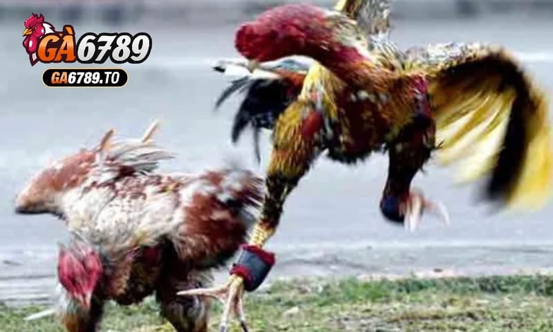 Đá Gà Asil Ga6789: Cổng Game Đá Gà Kịch Tính Và Thú Vị 2 Mẹo đặt cược thắng lớn khi xem Đá Gà Asil Ga6789