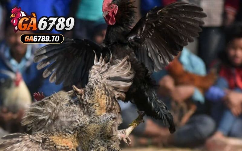 Đá Gà Asil Ga6789: Cổng Game Đá Gà Kịch Tính Và Thú Vị 3 Trải nghiệm Đá Gà Asil Ga6789