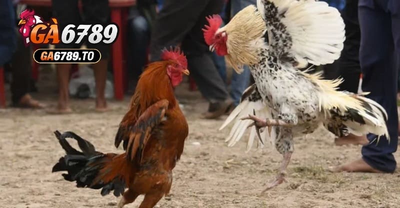 Đá Gà Casino Ga6789: Định Nghĩa và Sự Phát Triển