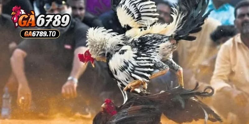 Tham Gia Cá Cược Đá Gà Online: Hướng Dẫn Chi Tiết