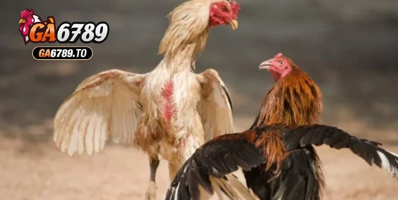 Kinh Nghiệm Chơi Đá Gà Casino Ga6789 Online Hiệu Quả