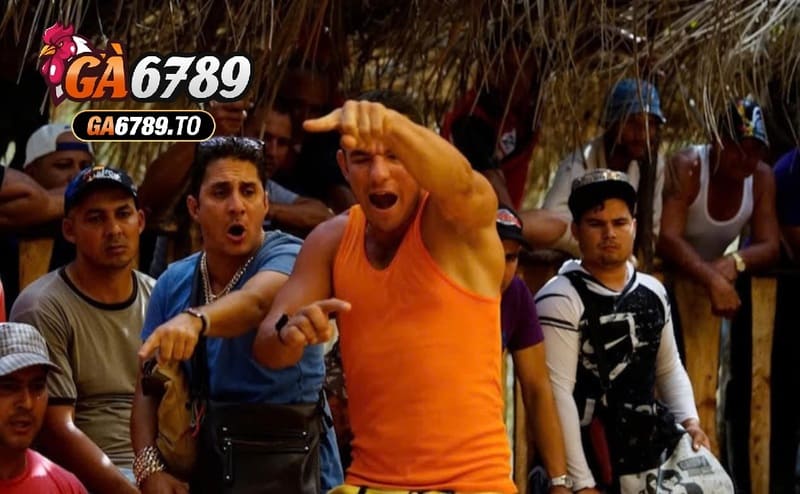 Đá Gà Chọi Cuba Ga6789 – Cổng Game Hấp Dẫn Nhất 2025 1 Giống Đá Gà Chọi Cuba Ga6789 là gì, một số đặc điểm nhận biết về giống gà này