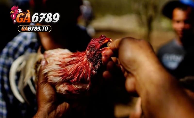 Đá Gà Chọi Cuba Ga6789 – Cổng Game Hấp Dẫn Nhất 2025 3 Dựa vào đâu mà giá giống Đá Gà Chọi Cuba Ga6789 được cập nhật cao đến thế