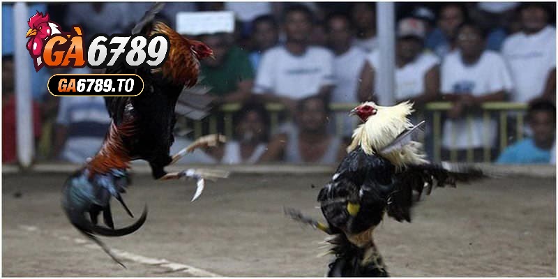 Đá Gà Cựa Dao Ga6789: Trải Nghiệm Kịch Tính, Hấp Dẫn Và Vui Nhộn 1 Hình thức chọi gà phổ biến và chuyên nghiệp