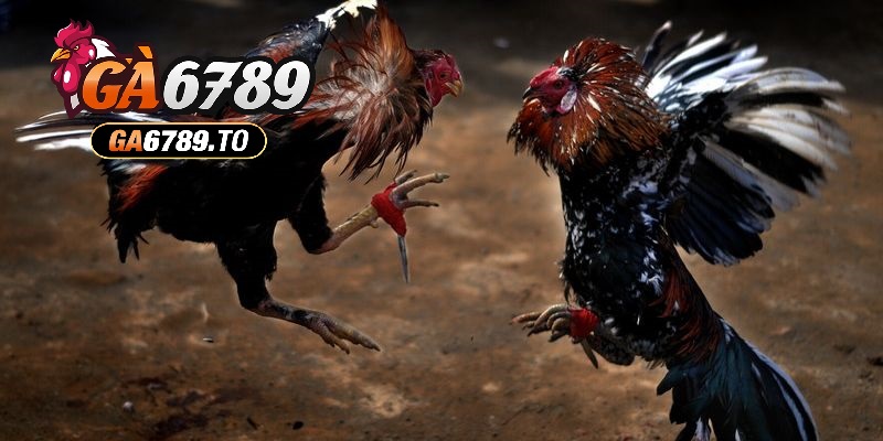 Đá Gà Cựa Dao Ga6789: Trải Nghiệm Kịch Tính, Hấp Dẫn Và Vui Nhộn 2 Thời gian chiến đấu một trận Đá Gà Cựa Dao Ga6789