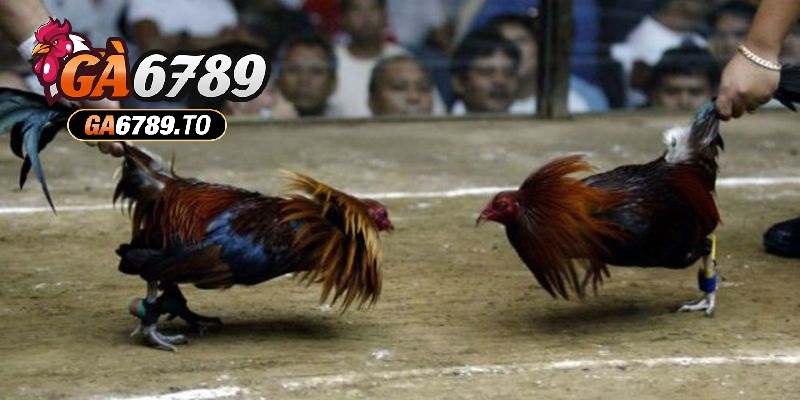 Đá Gà Cựa Dao Ga6789: Trải Nghiệm Kịch Tính, Hấp Dẫn Và Vui Nhộn 3 Sự đa dạng về giống linh kê Đá Gà Cựa Dao Ga6789