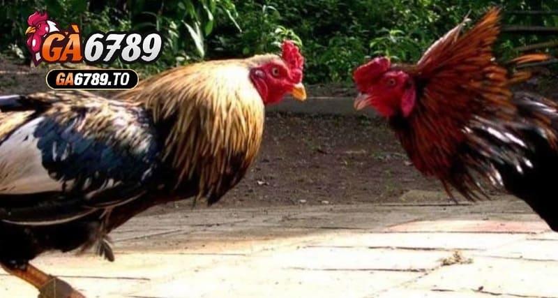 Đá Gà Cựa Sắt Ga6789 Cổng Game Hấp Dẫn Lôi Cuốn Kịch Tính 1 Đá Gà Cựa Sắt Ga6789