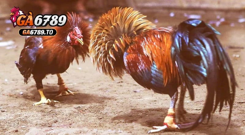 Đá Gà Cựa Sắt Ga6789 Cổng Game Hấp Dẫn Lôi Cuốn Kịch Tính 2 Cược Đá Gà Cựa Sắt Ga6789 với 3 lựa chọn