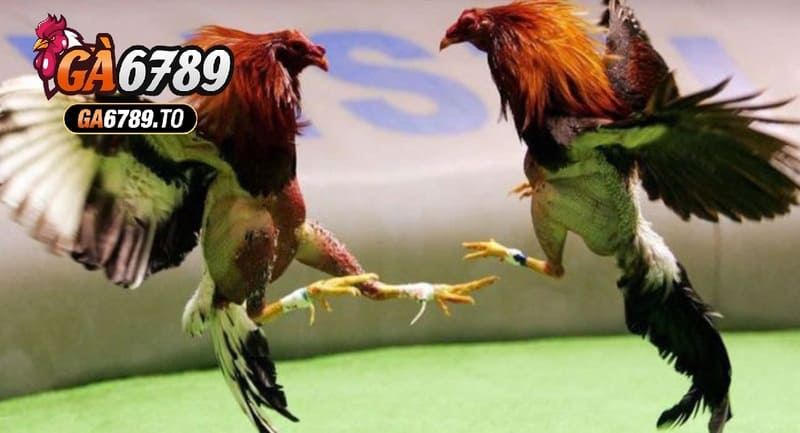 Đá Gà Cựa Sắt Ga6789 Cổng Game Hấp Dẫn Lôi Cuốn Kịch Tính 3 Thành công của kênh đá gà cực sắt Ga6789