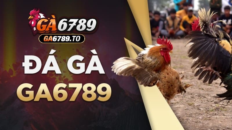 Đá gà Ga6789 là một hình thức đá gà trực tuyến phổ biến tại thị trường năm 2025