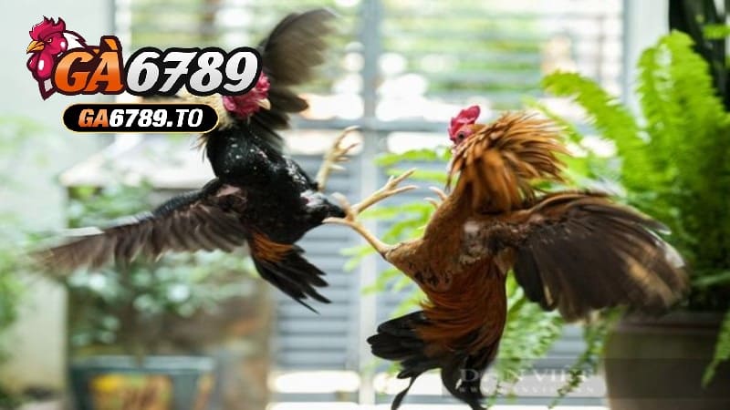 Khi sử dụng dao dẹt, trận đấu thường tập trung vào việc gây sát thương bề ngoài