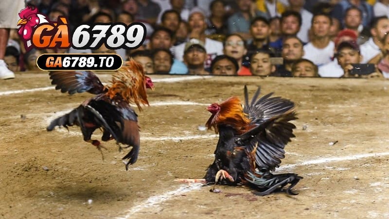 Theo dõi trực tiếp các trận đấu, quan sát cẩn thận hành vi của các chú gà
