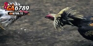 Nguồn gốc và lịch sử