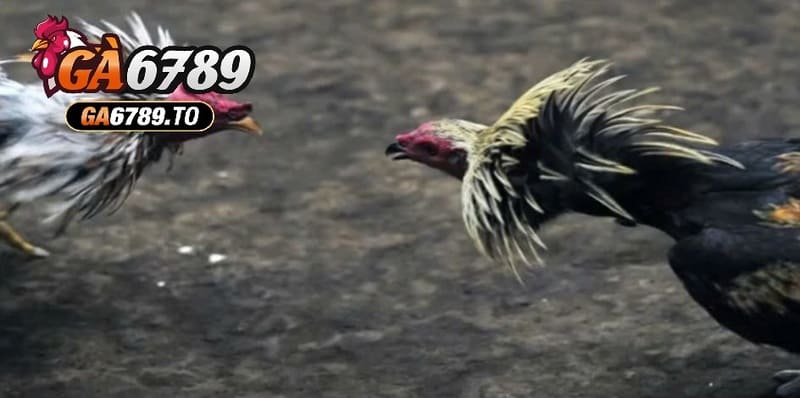 Đá Gà Mỹ Ga6789: Cổng Game Hấp Dẫn Với Những Trận Đấu Kịch Tính 1 Nguồn gốc và lịch sử