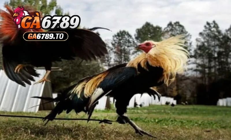 Đá Gà Mỹ Ga6789: Cổng Game Hấp Dẫn Với Những Trận Đấu Kịch Tính 2 Đặc điểm của giống gà đá Mỹ