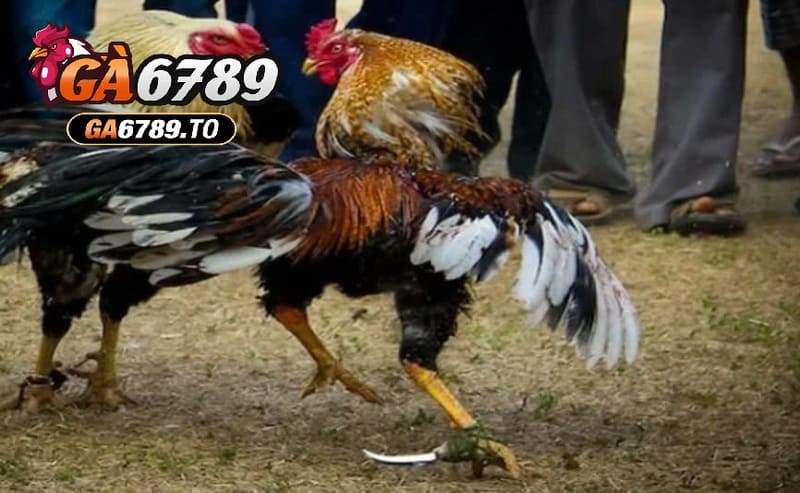Đá Gà Mỹ Ga6789: Cổng Game Hấp Dẫn Với Những Trận Đấu Kịch Tính 3 So sánh Đá Gà Mỹ Ga6789 với các loại đá gà khác