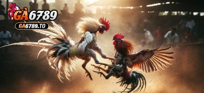 Đá Gà Philippines Ga6789 – Trải Nghiệm Cá Cược Kịch Tính Và Hấp Dẫn 1 Vài nét đặc biệt của Đá Gà Philippines Ga6789