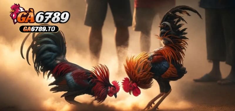 Đá Gà Philippines Ga6789 – Trải Nghiệm Cá Cược Kịch Tính Và Hấp Dẫn 2 Những bí kíp mà cao thủ áp dụng