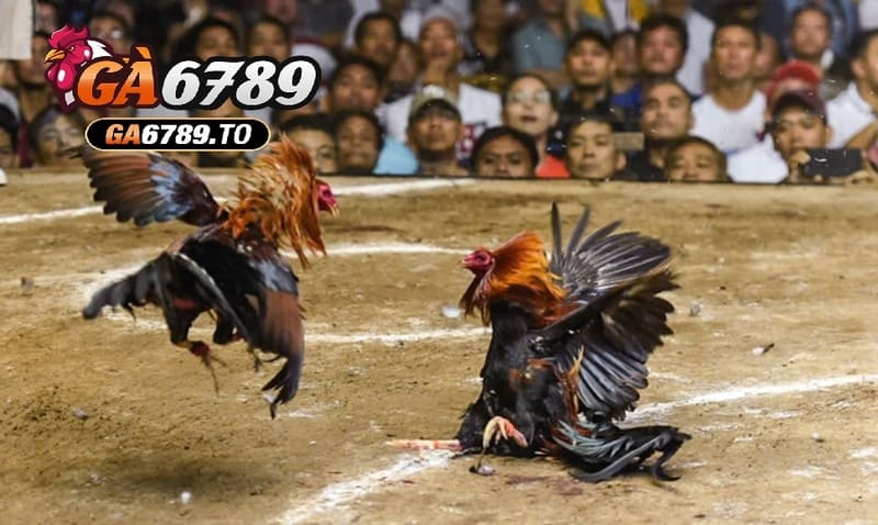 Đá Gà Philippines Ga6789 – Trải Nghiệm Cá Cược Kịch Tính Và Hấp Dẫn 3 Ưu điểm chỉ có ở Đá Gà Philippines Ga6789