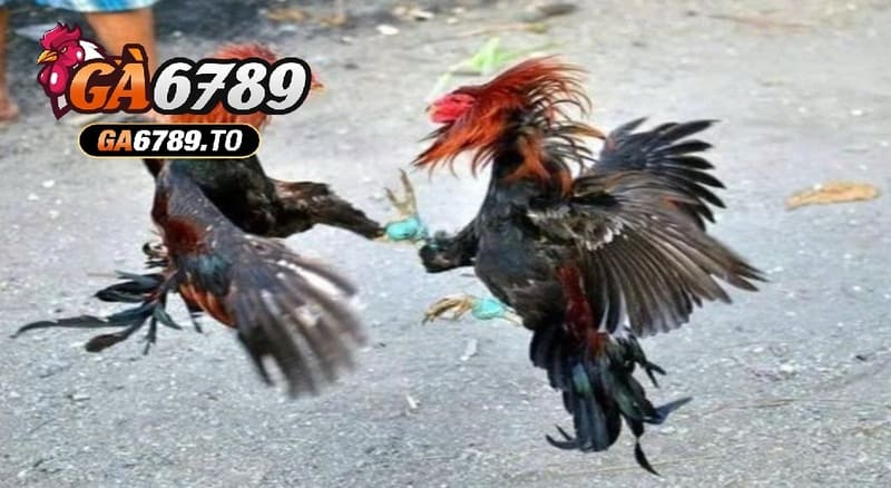 Đá Gà Shamo Ga6789 – Trải Nghiệm Đấu Gà Đặc Sắc Tại Cổng Game 3 Sử dụng các loại hạt như ngô, lúa mì làm thực phẩm chính cho Đá Gà Shamo Ga6789