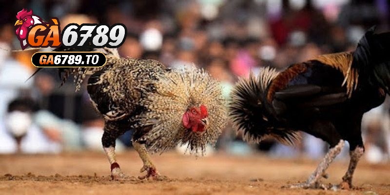 Đá Gà Thomo Ga6789 - Trải Nghiệm Cá Cược Kịch Tính Hấp Dẫn 1 Đá Gà Thomo Ga6789