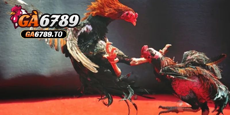 Đá Gà Thomo Ga6789 - Trải Nghiệm Cá Cược Kịch Tính Hấp Dẫn 2 Đa dạng trận đá kê Thomo