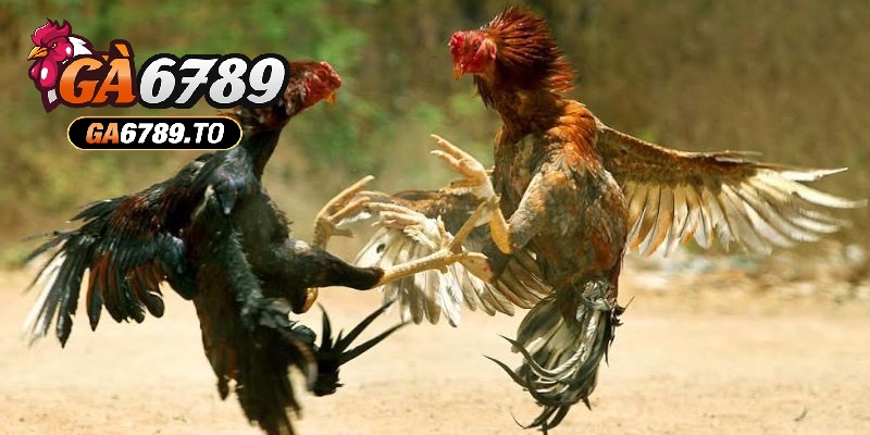 Đá Gà Thomo Ga6789 - Trải Nghiệm Cá Cược Kịch Tính Hấp Dẫn 3 Cách phân định thắng thua Đá Gà Thomo Ga6789