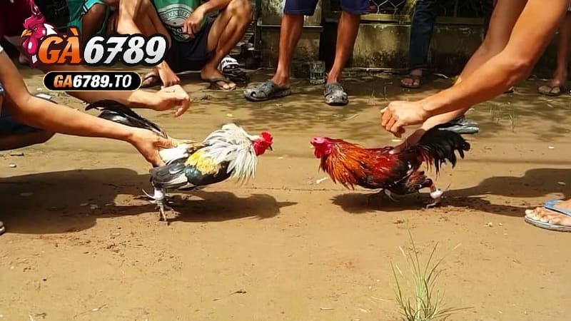 Đá Gà Tre Ga6789: Cổng Game Kịch Tính và Hấp Dẫn Nhất 2025 1 Nguồn gốc và lịch sử của gà tre Thomo