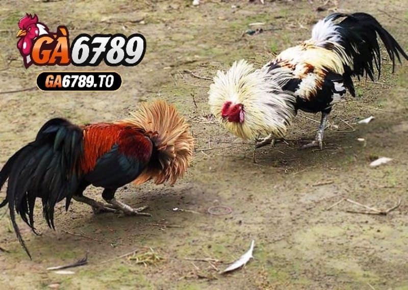 Đá Gà Tre Ga6789: Cổng Game Kịch Tính và Hấp Dẫn Nhất 2025 2 Kỹ thuật huấn luyện và chăm sóc gà tre Thomo