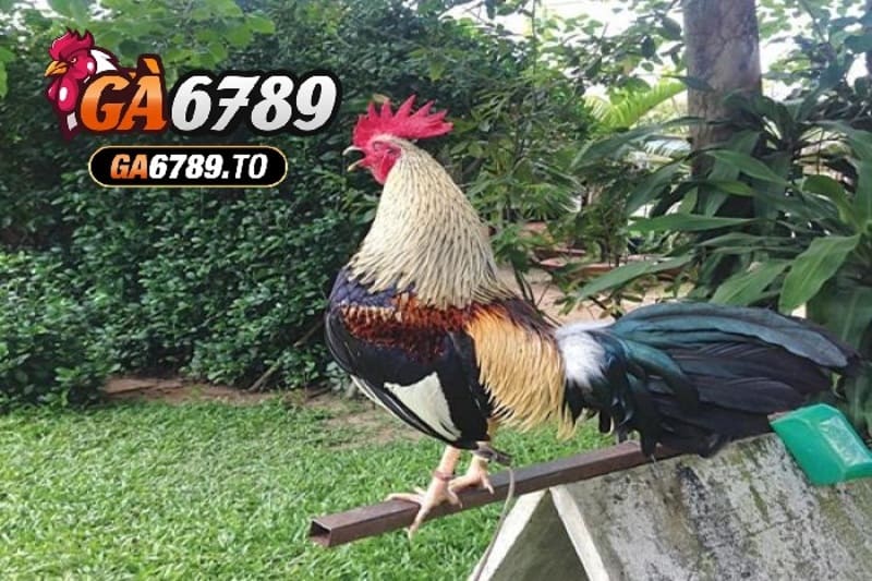 Đá Gà Tre Ga6789: Cổng Game Kịch Tính và Hấp Dẫn Nhất 2025 3 Giá trị kinh tế và văn hóa của Đá Gà Tre Ga6789