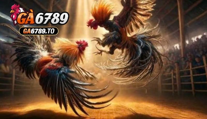 Đá Gà Trực Tiếp Ga6789 – Cổng Game Cá Cược Kịch Tính Và Hấp Dẫn 1 Đá Gà Trực Tiếp Ga6789 Là Gì?