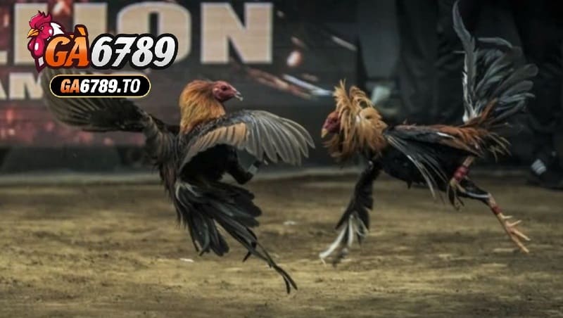 Đá Gà Trực Tiếp Ga6789 – Cổng Game Cá Cược Kịch Tính Và Hấp Dẫn 2 Những Giống Gà Đá ưa Chuộng