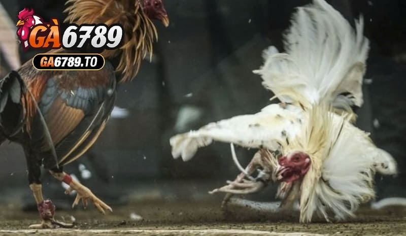 Đá Gà Trực Tiếp Ga6789 – Cổng Game Cá Cược Kịch Tính Và Hấp Dẫn 3 Gà Khmer