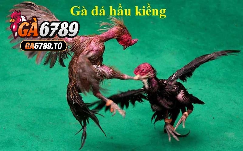 Gà Đá Hầu Kiềng Ga6789 – Trải Nghiệm Game Đỉnh Cao 2025 1 Gà Đá Hầu Kiềng Ga6789 là gì?