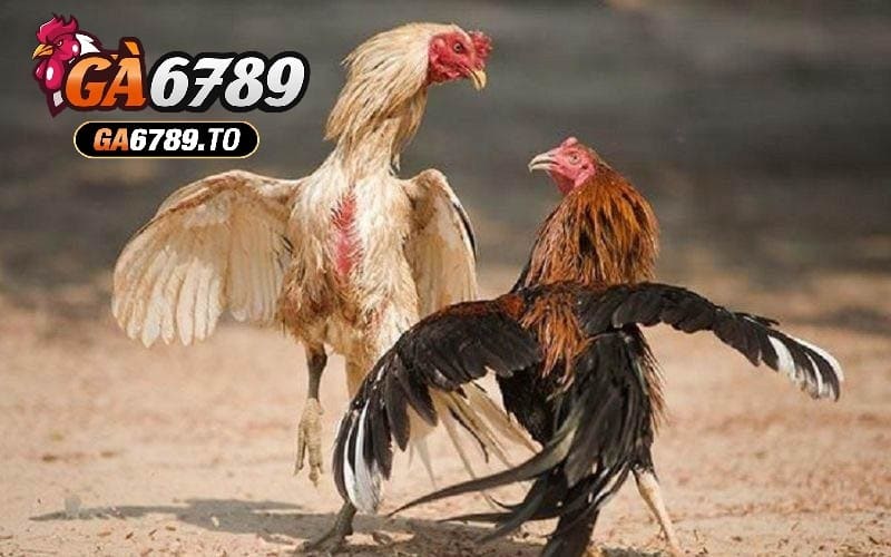 Gà Đá Hầu Kiềng Ga6789 – Trải Nghiệm Game Đỉnh Cao 2025 2 Ba loại Gà Đá Hầu Kiềng Ga6789 phổ biến nhất hiện nay