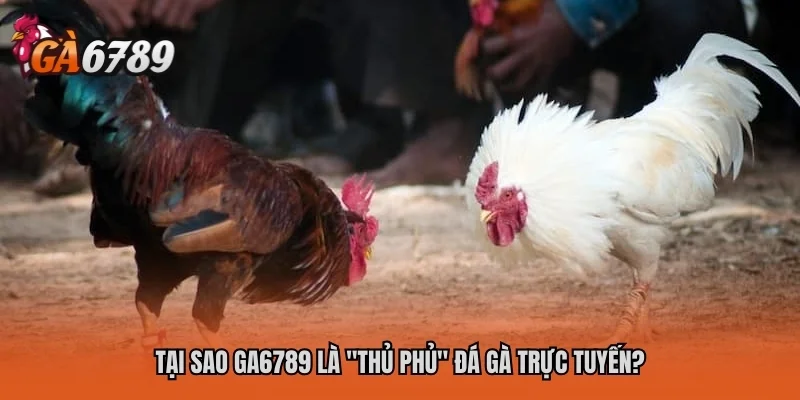 Trang chủ 25 Tại sao GA6789 là "thủ phủ" đá gà trực tuyến?